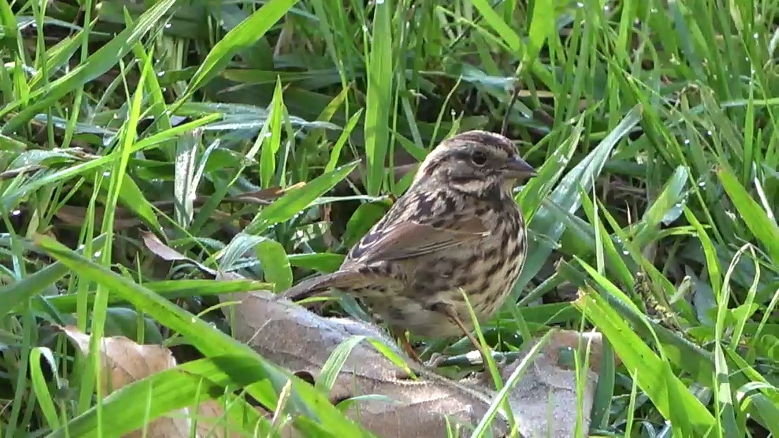 Ötücü Serçe - ML646354390