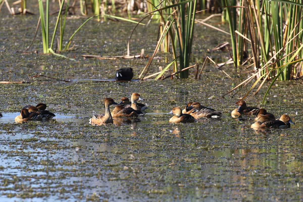 Kahverengi Islıkçı Ördek - ML646354391