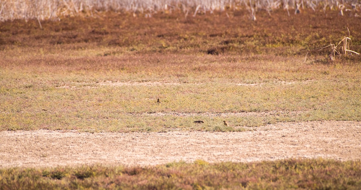 Çayır İncirkuşu - ML646354392