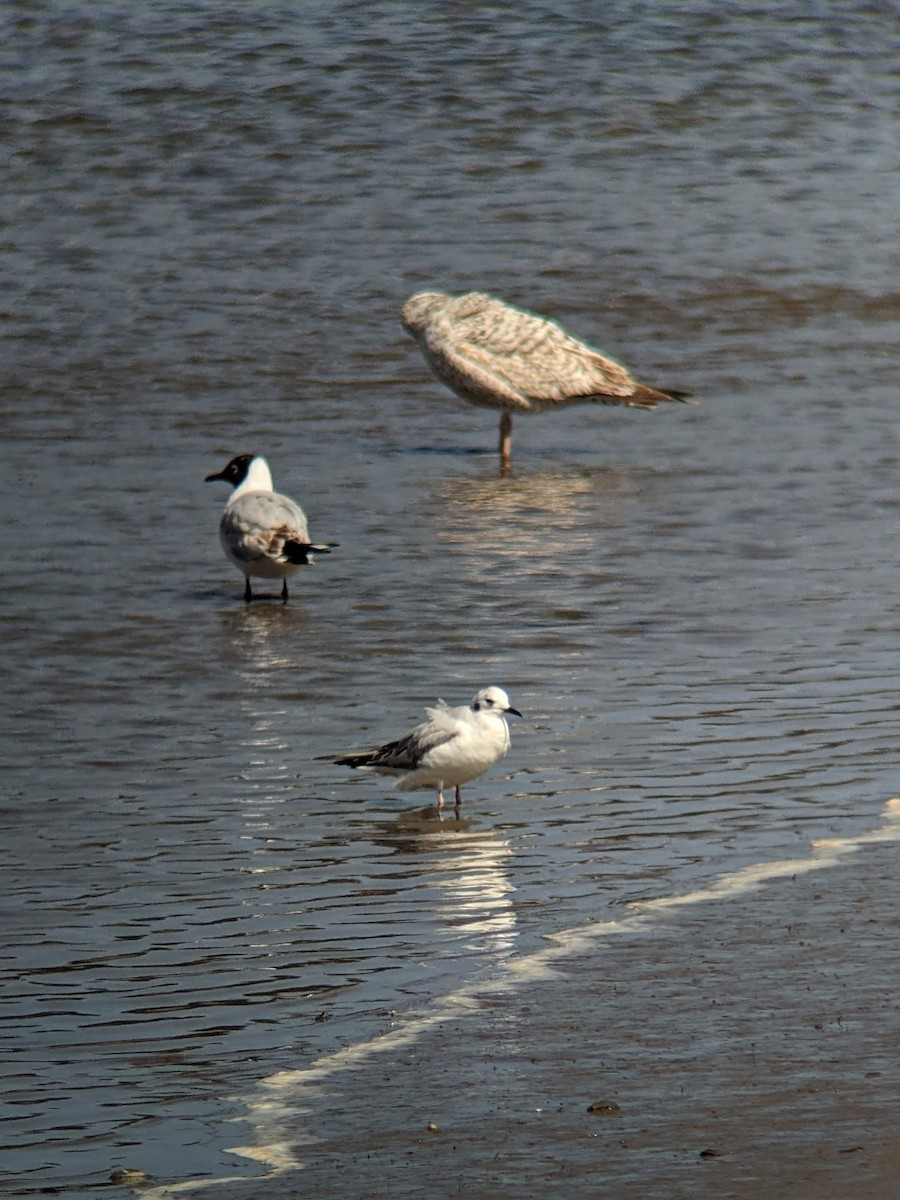 Bonaparte's Gull - ML646354393