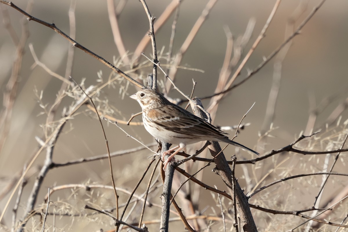 Akşamcı Serçe - ML646354394