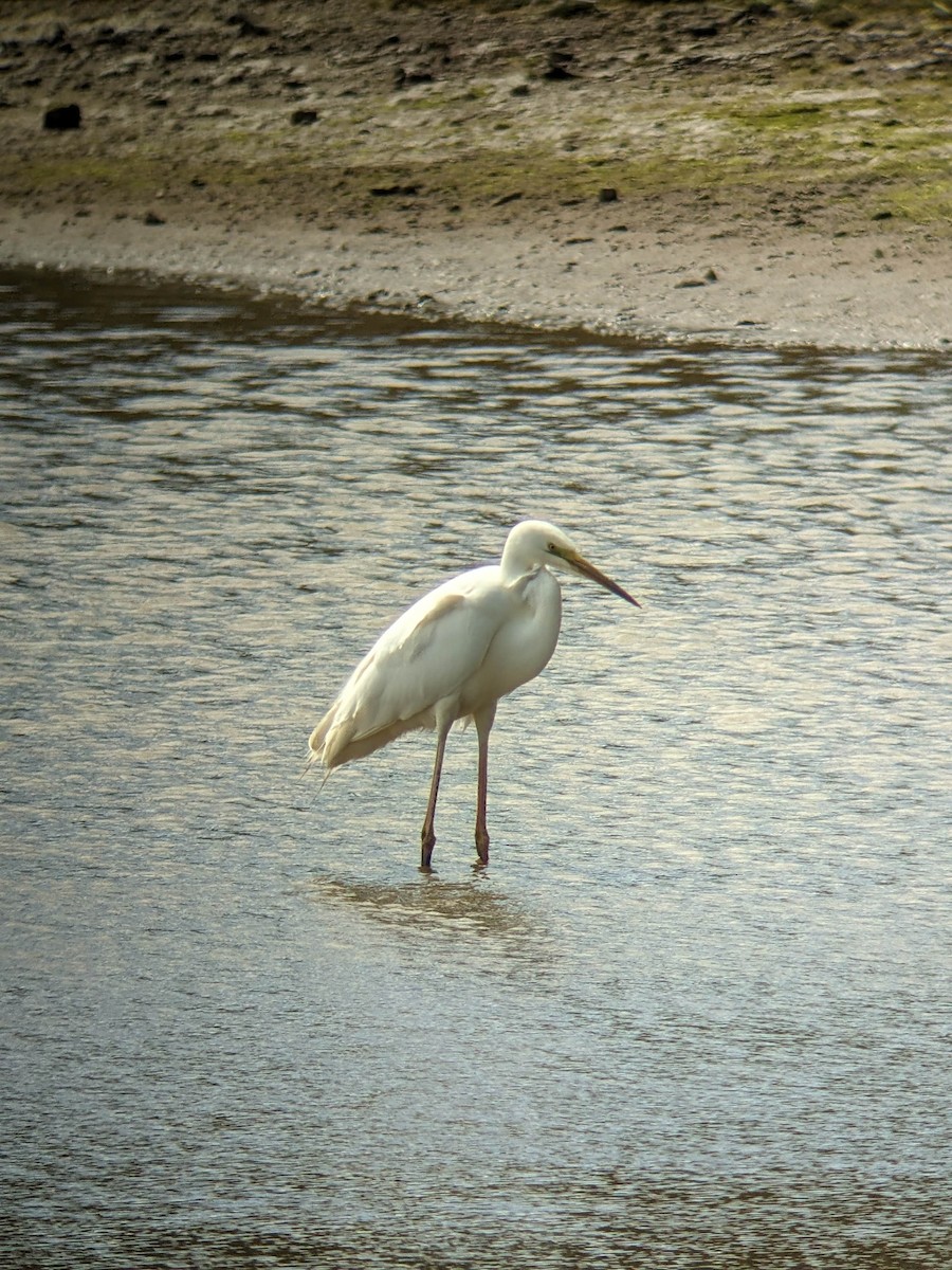 Büyük Ak Balıkçıl - ML646354395