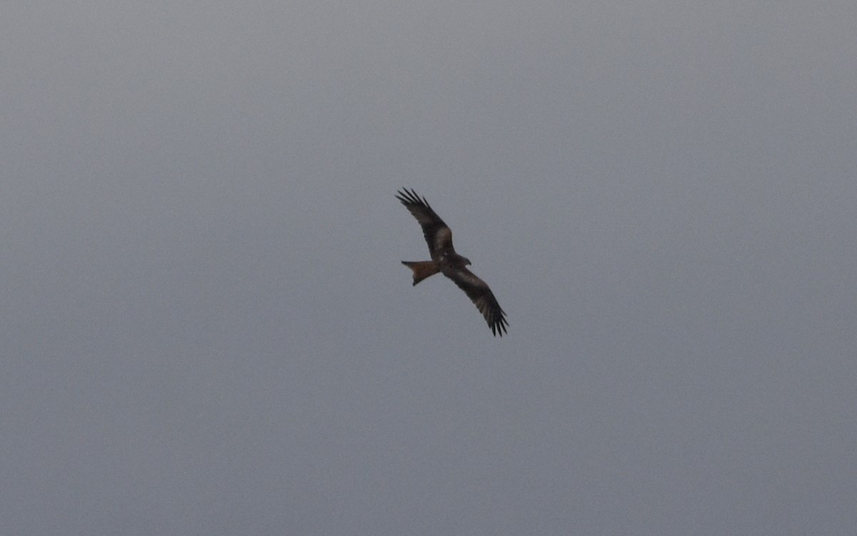 Kızıl Çaylak - ML646354396