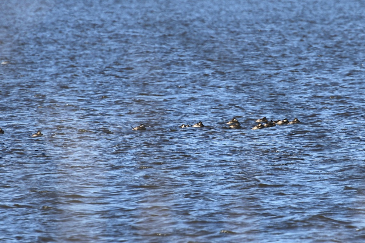 Amerika Dikkuyruğu - ML646354399