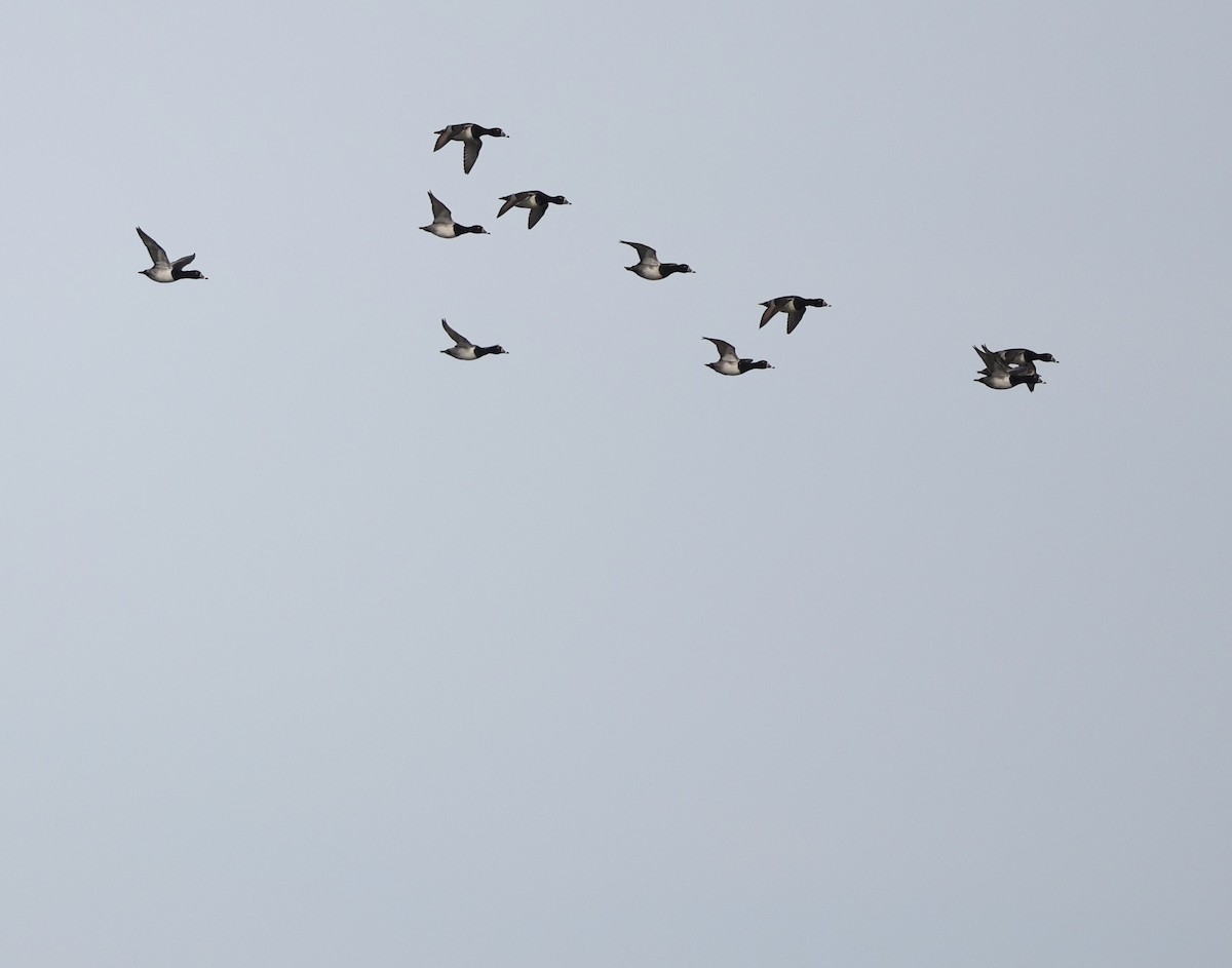 環頸潛鴨 - ML646354400