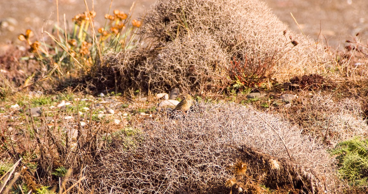 Çayır İncirkuşu - ML646354402