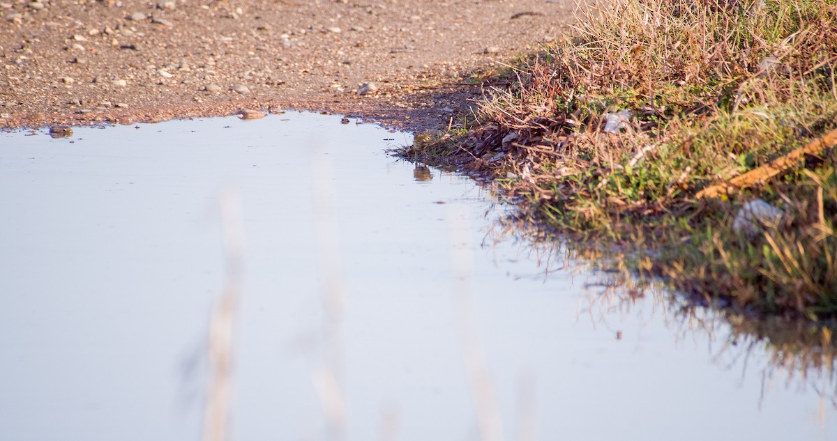 Çayır İncirkuşu - ML646354403