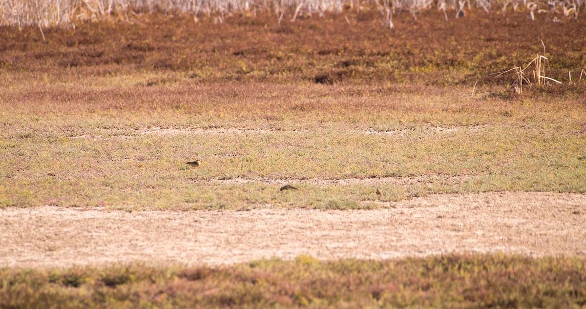 Çayır İncirkuşu - ML646354404