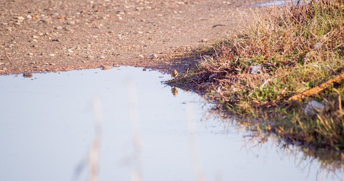 Çayır İncirkuşu - ML646354405