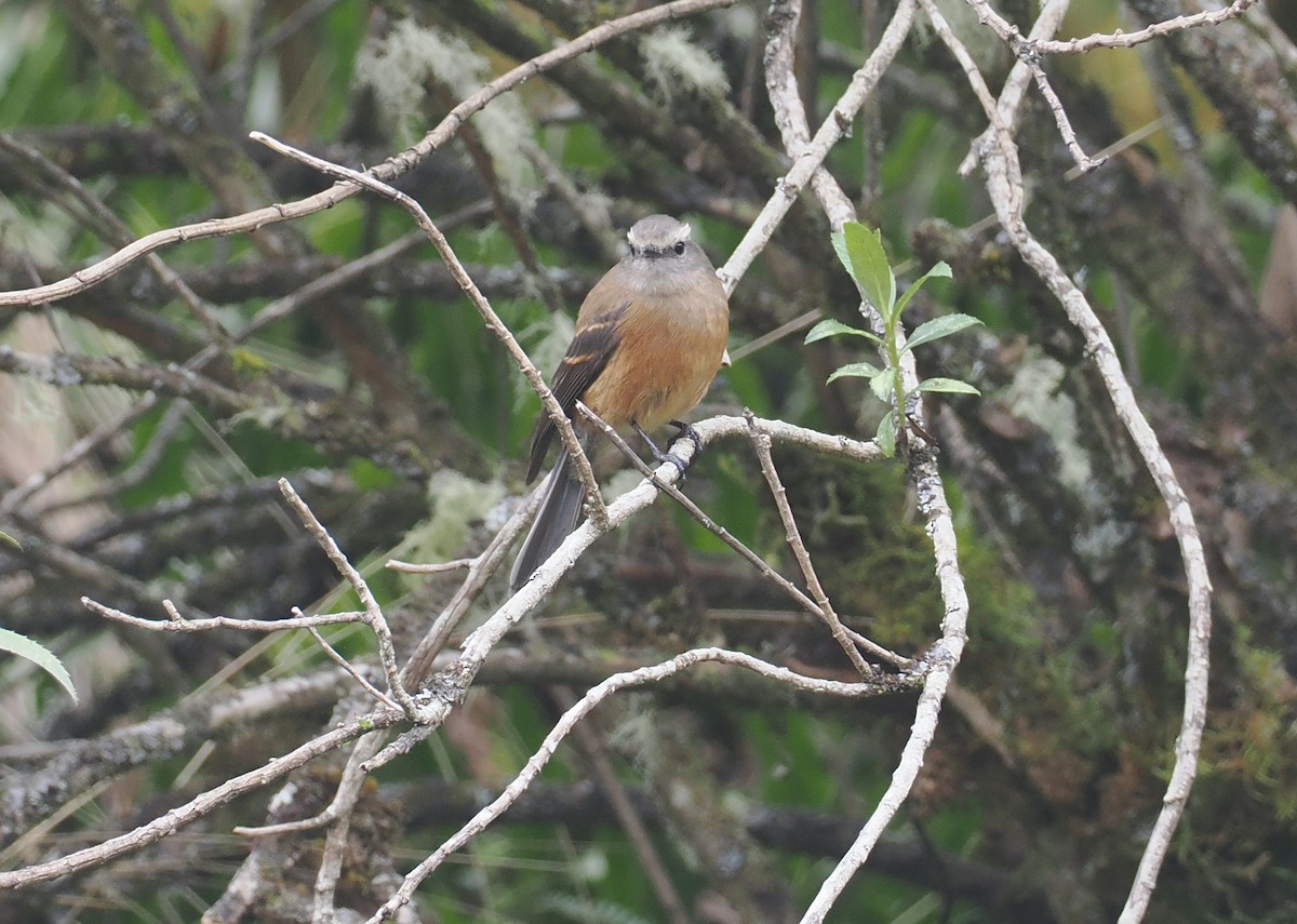 Tarçın Karınlı Bülbül Tiranı - ML646354408