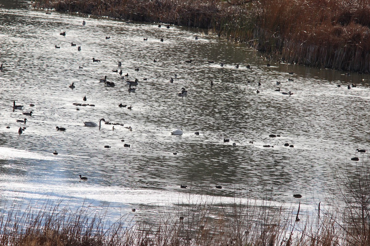 Küçük Kuğu - ML646354409