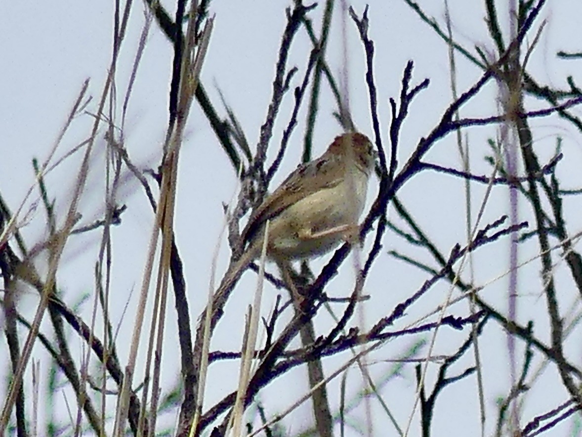 Levaillant Yelpazekuyruğu - ML646354412