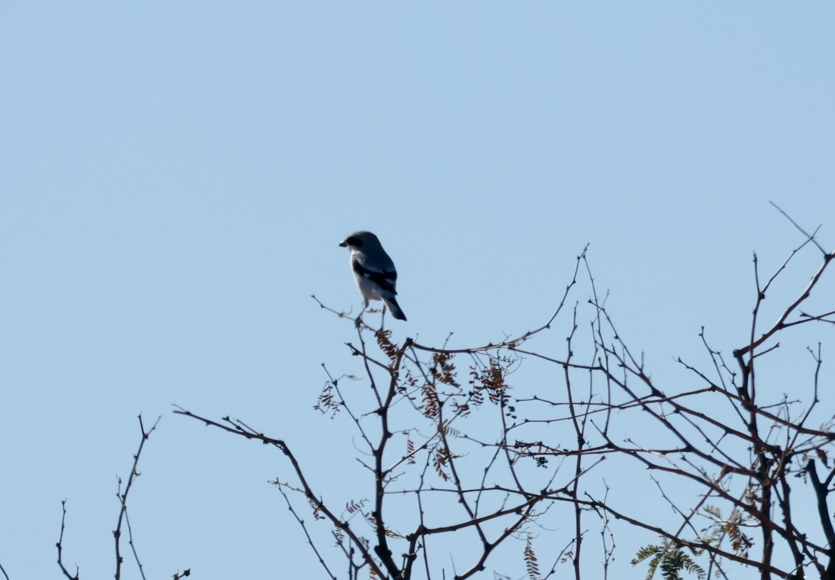 Amerika Örümcekkuşu - ML646354415