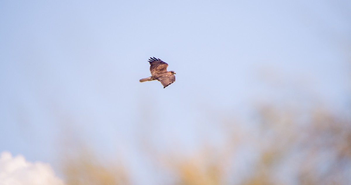 Şahin - ML646354417