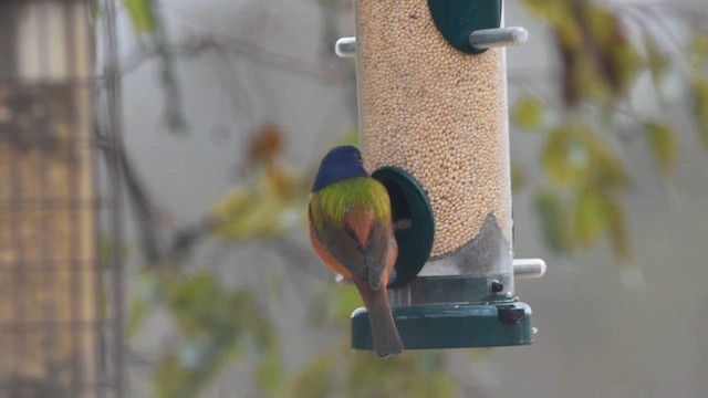 Painted Bunting - ML646354418