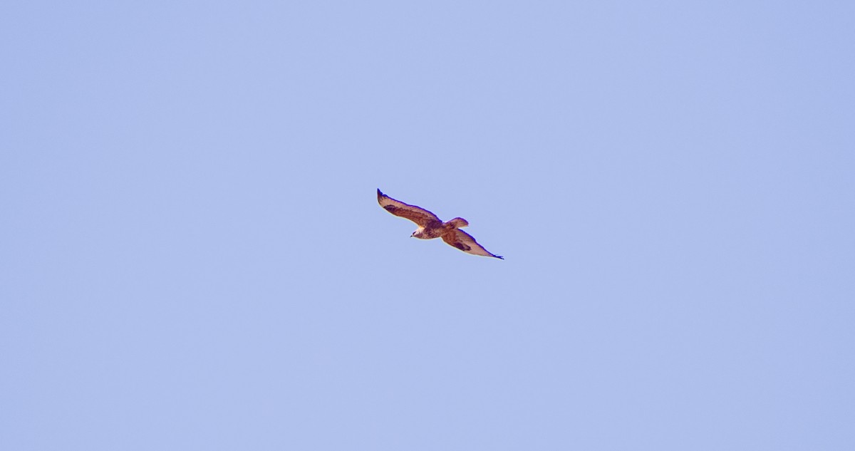 Long-legged Buzzard - ML646354422