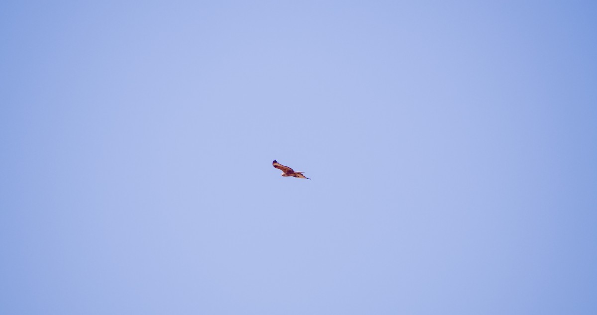 Long-legged Buzzard - ML646354423