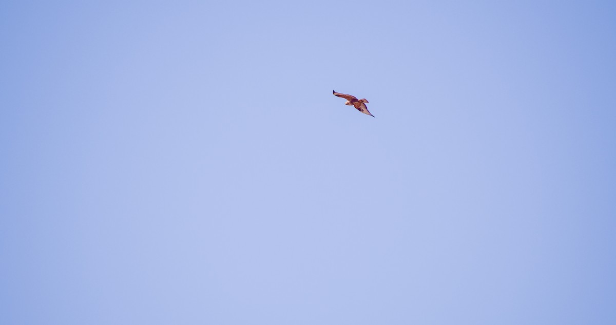 Long-legged Buzzard - ML646354424