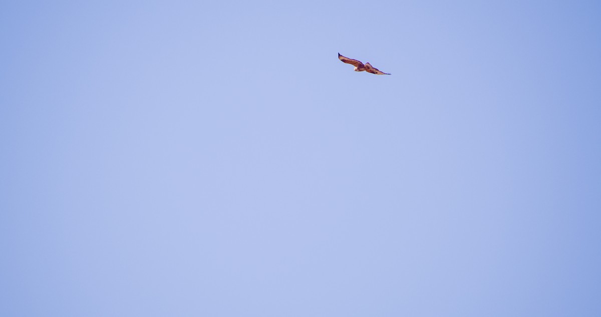 Long-legged Buzzard - ML646354425