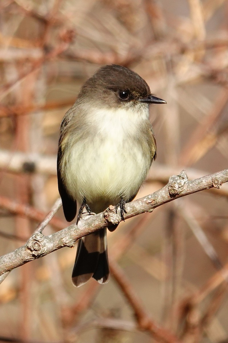Eastern Phoebe - ML646354426