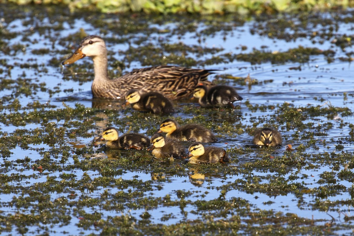 Mottled Duck - ML646354427