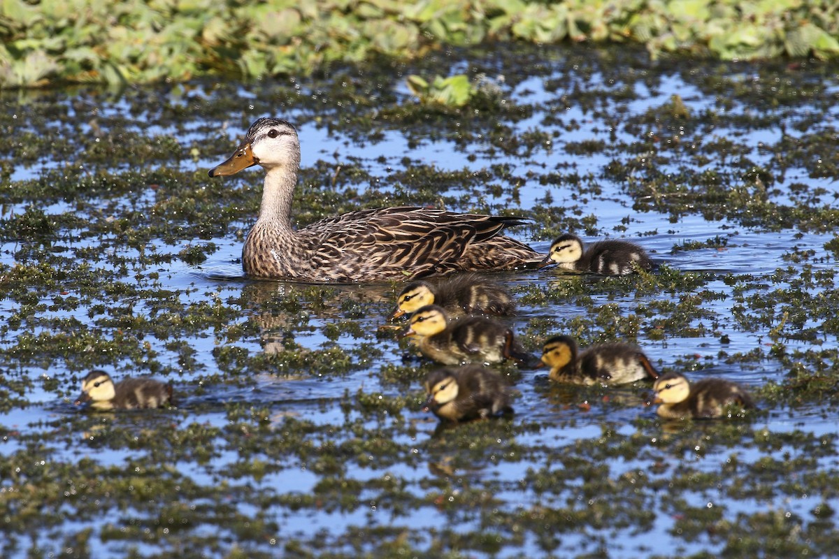 Mottled Duck - ML646354428