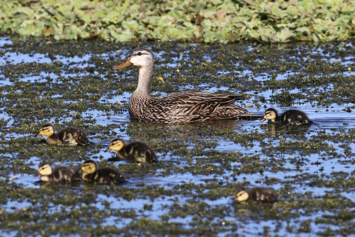 Mottled Duck - ML646354429