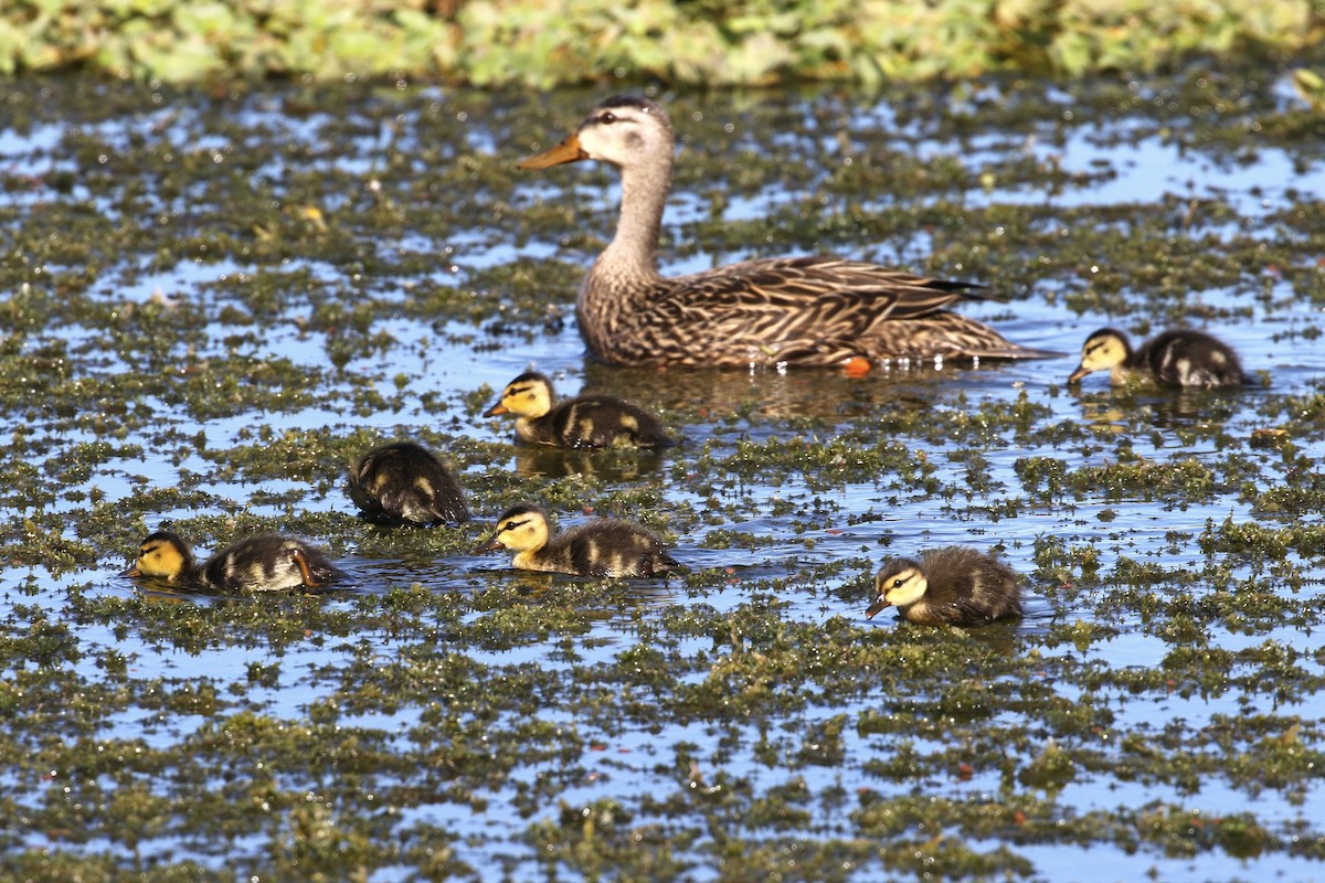 Mottled Duck - ML646354430