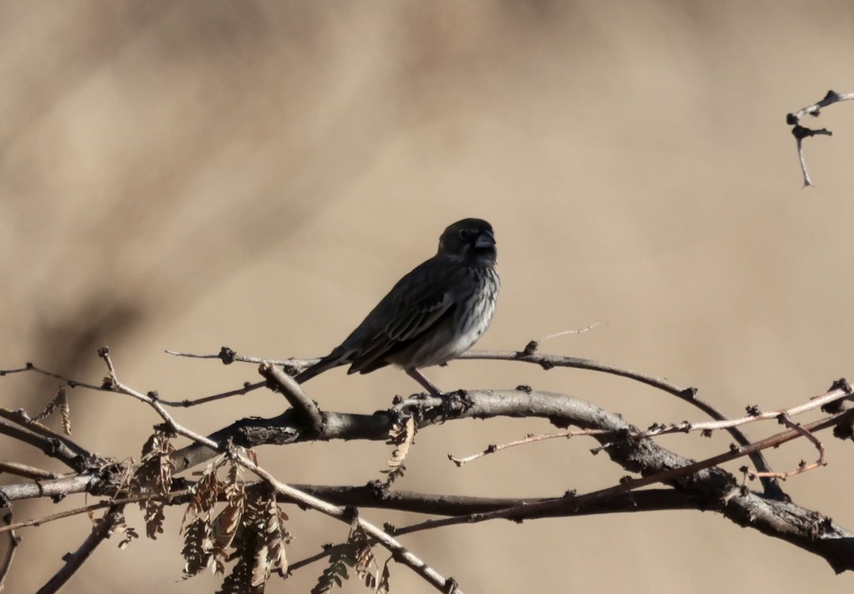 Lark Bunting - ML646354442