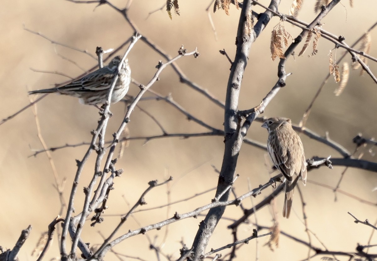 Lark Bunting - ML646354443