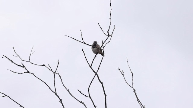 Crested Bellbird - ML646354448