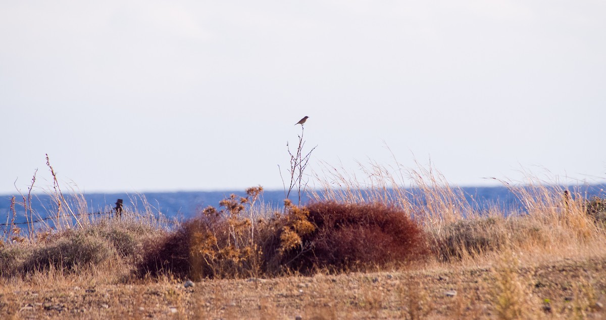 European Stonechat - ML646354453