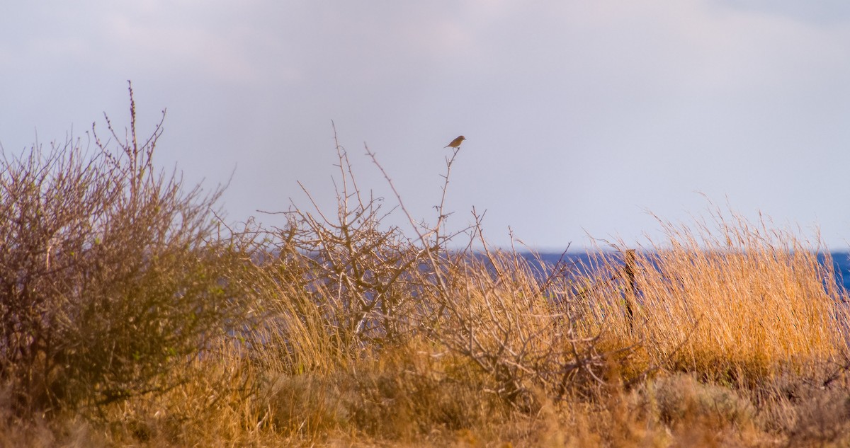 European Stonechat - ML646354454