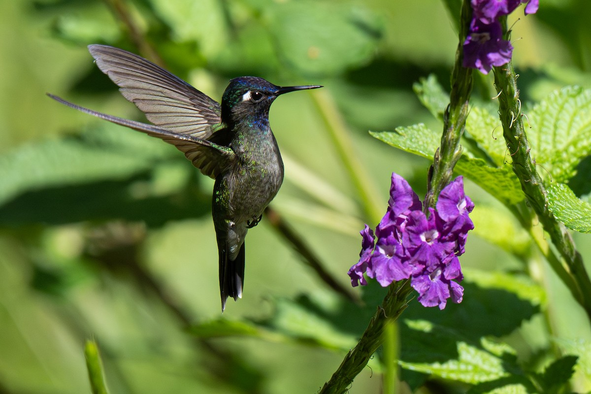 Violet-headed Hummingbird - ML646354456