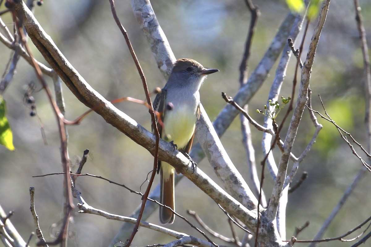 Ash-throated Flycatcher - ML646354457