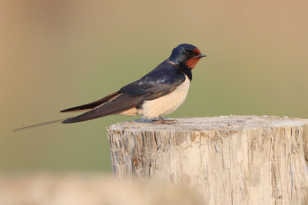 Barn Swallow (White-bellied) - ML646354459