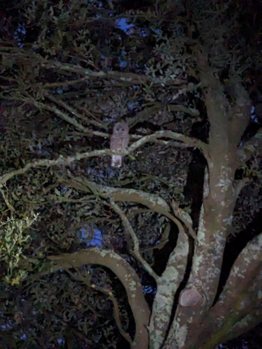 Tawny Owl - ML646354460