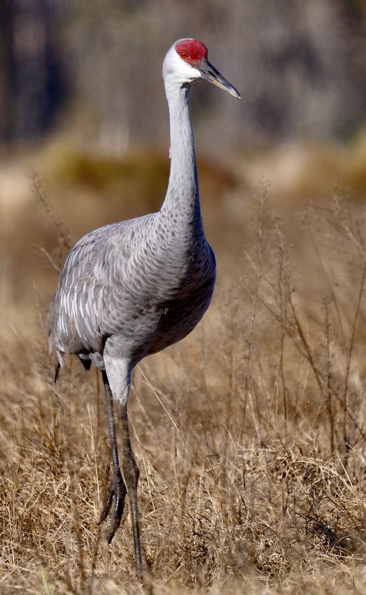 Орог тогоруу - ML646354461