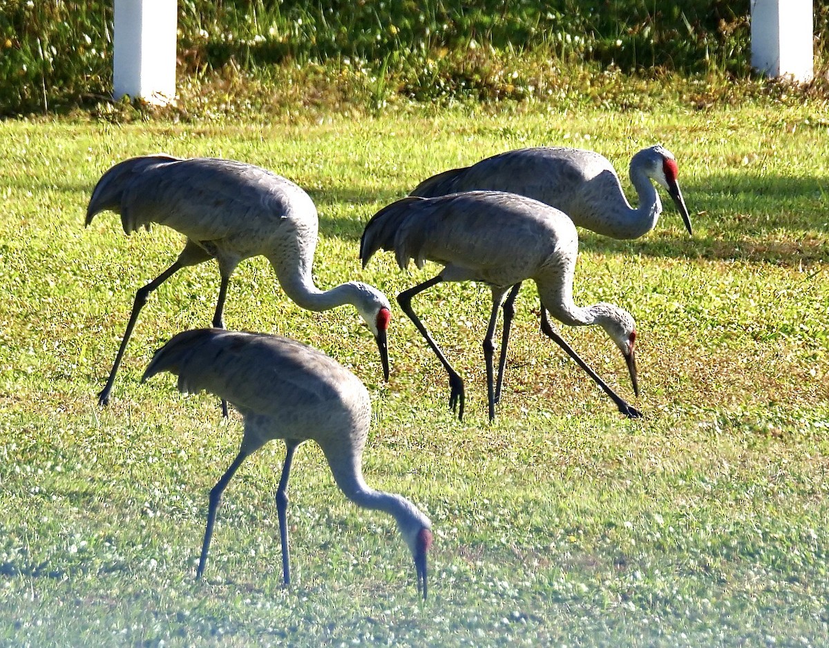 Орог тогоруу - ML646354462