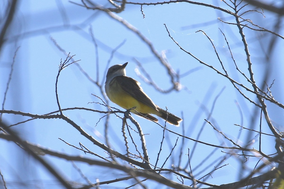 Western Kingbird - ML646354463