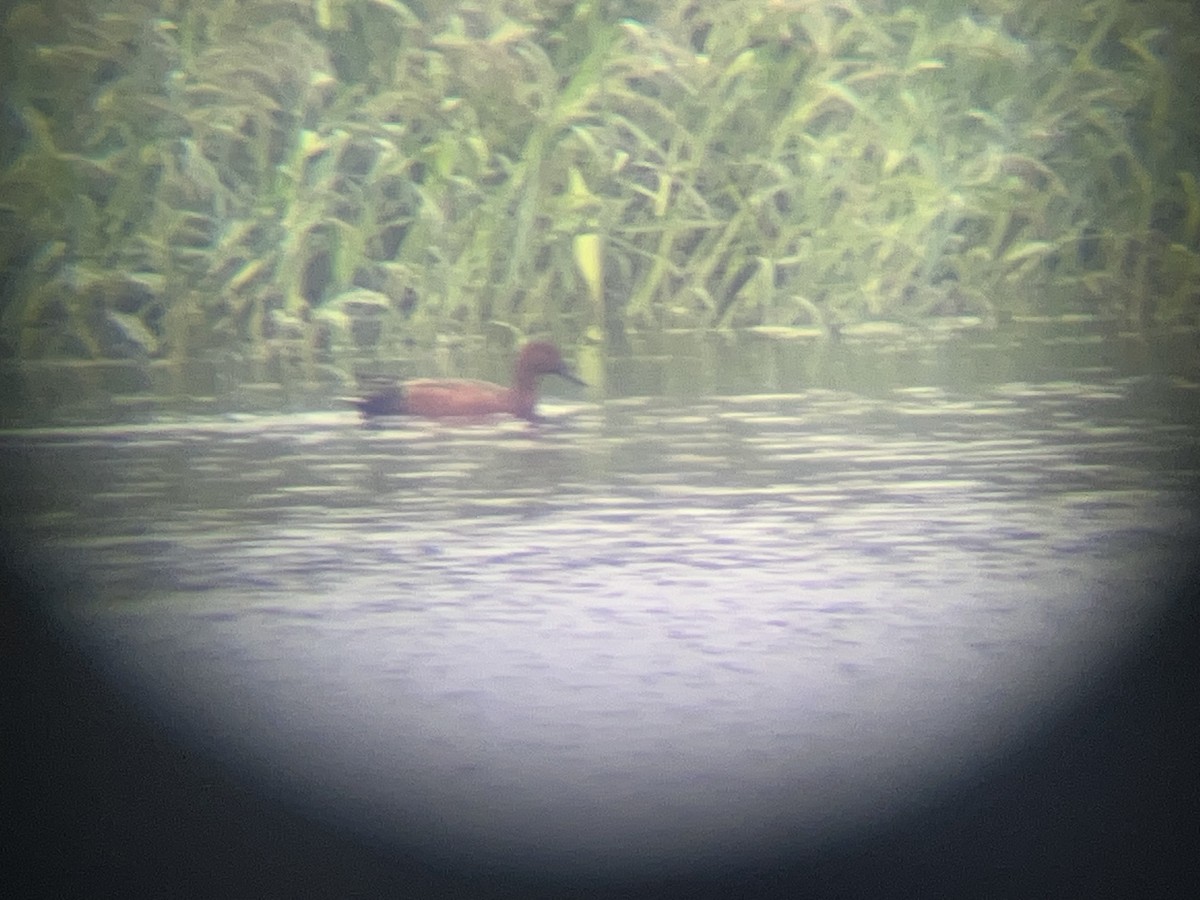 Cinnamon Teal - ML646354470