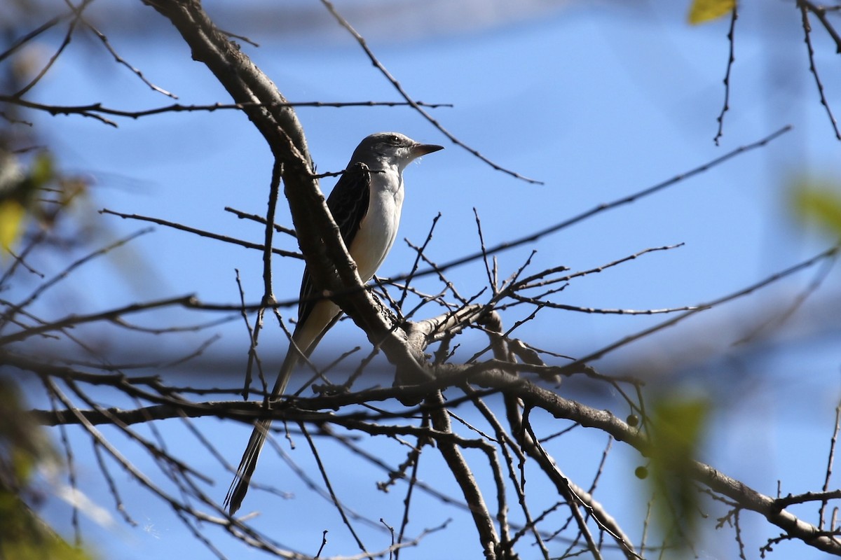 Scissor-tailed Flycatcher - ML646354471