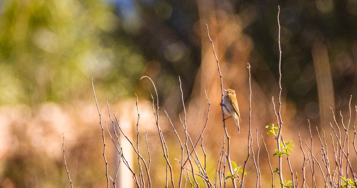 嘰喳柳鶯 - ML646354472
