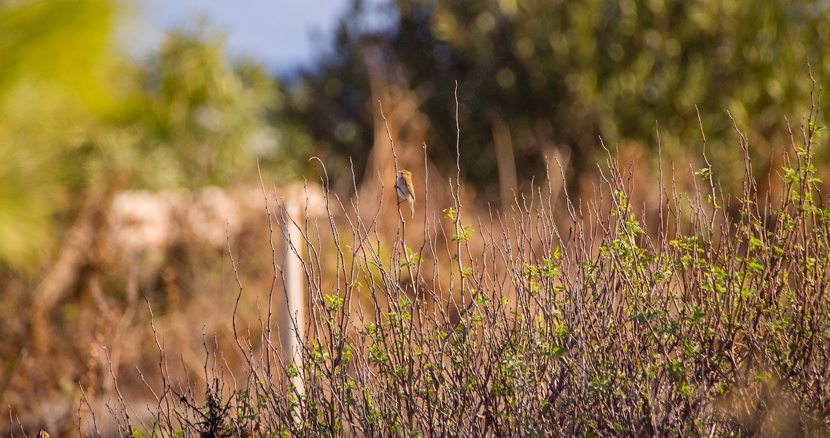嘰喳柳鶯 - ML646354473