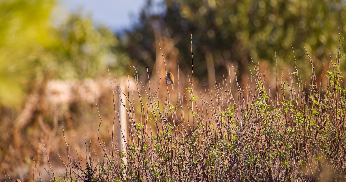 嘰喳柳鶯 - ML646354474