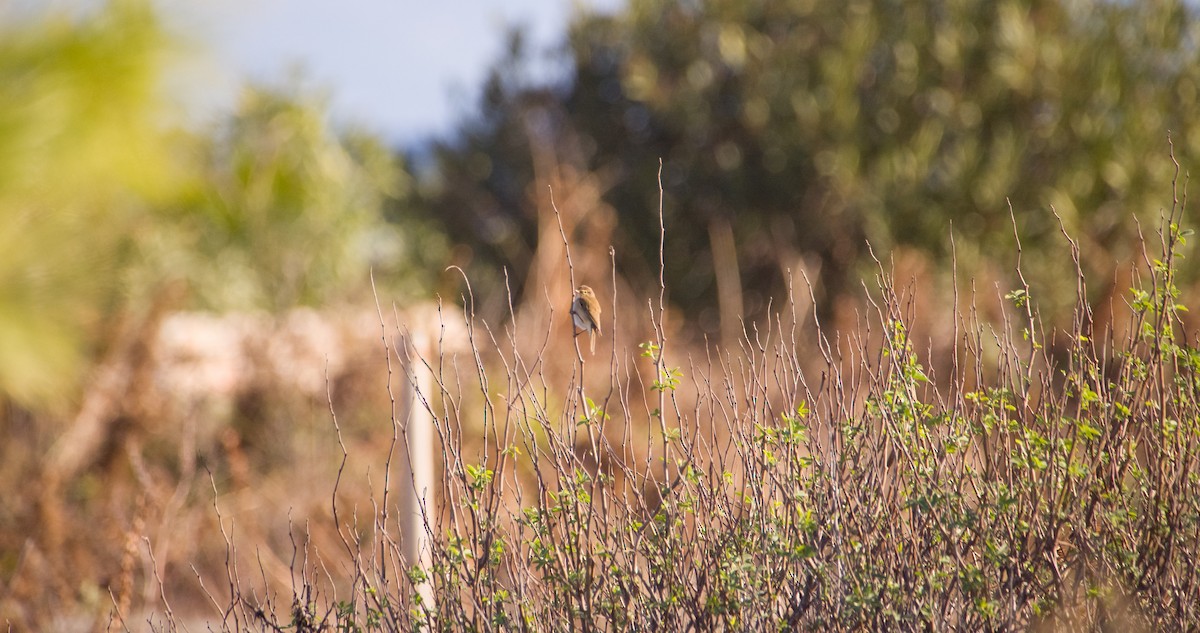 嘰喳柳鶯 - ML646354475