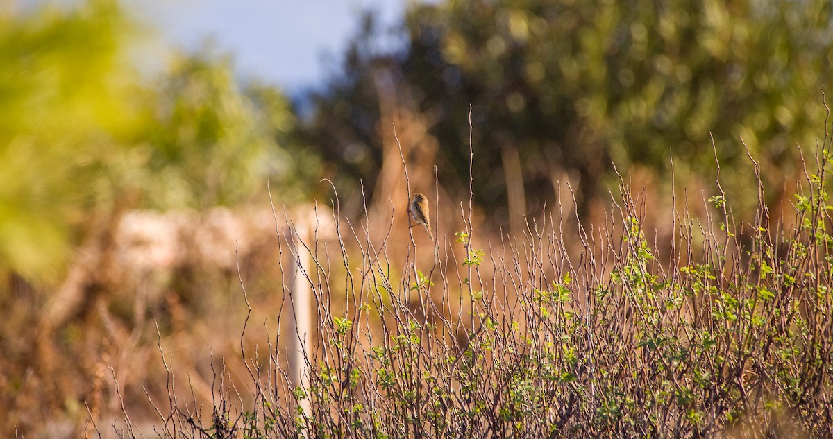 嘰喳柳鶯 - ML646354476