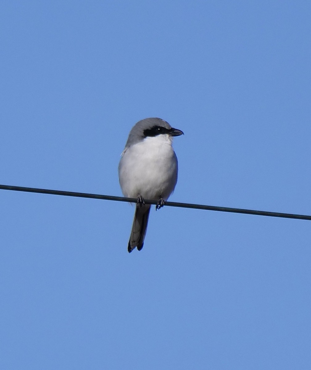 Loggerhead Shrike - ML646354478