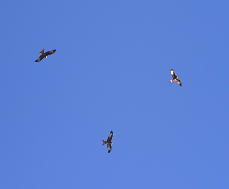 Red Kite - ML646354481