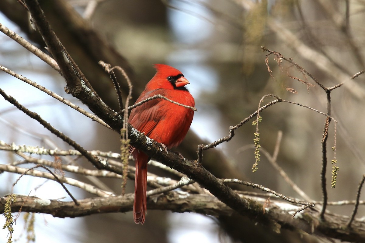 Northern Cardinal - ML646354483